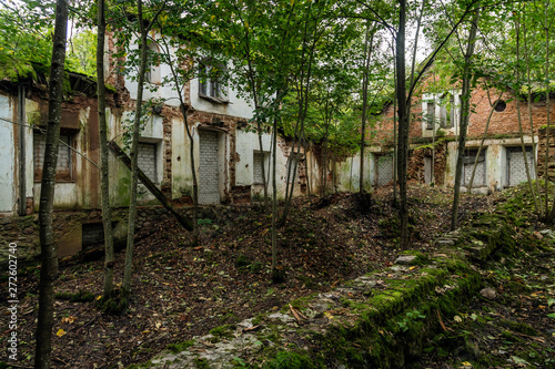 interior of an abandoned house. Trees growing inside, windows an