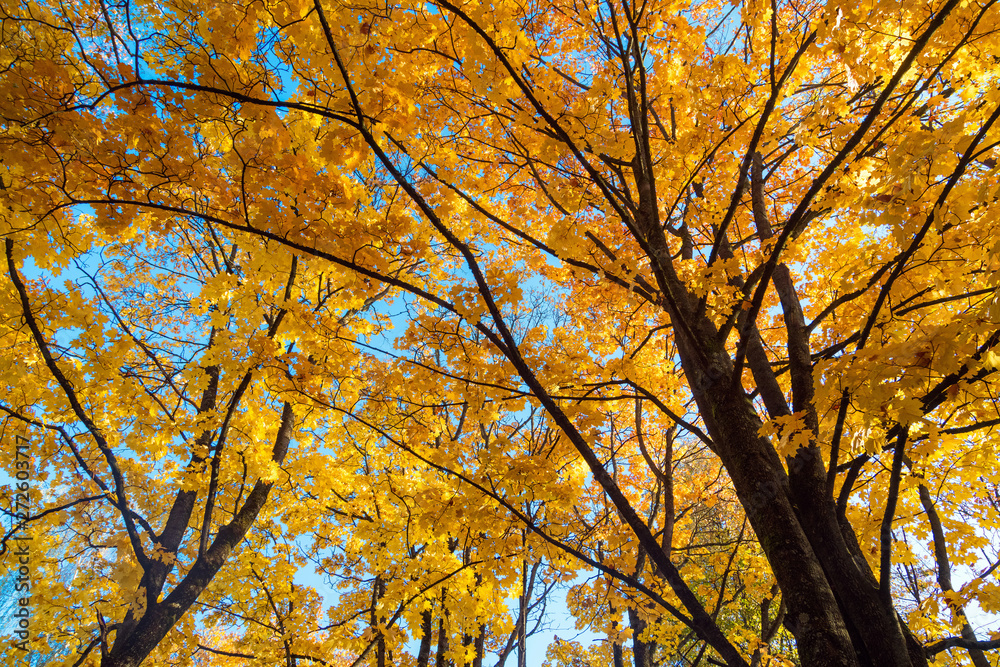 Beautiful autumn landscape with yellow trees,green, sun and blue Beautiful autumn landscape with yellow trees,green, sun and blue