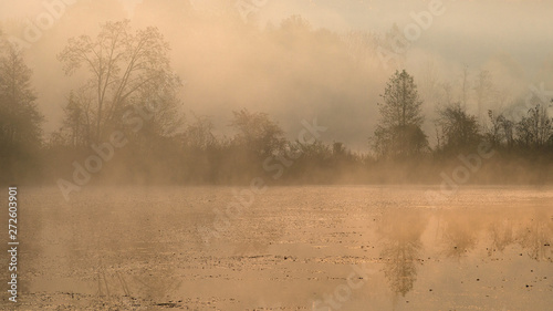 Silhouettes of trees on a misty foggy morning on the lake shore