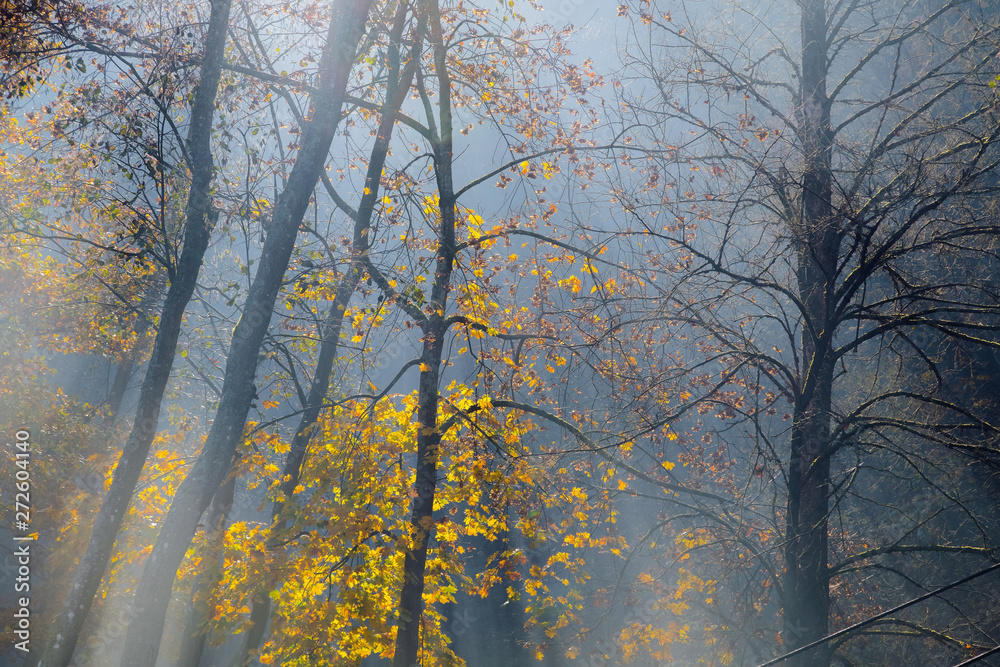 Golden sun rays penetrate through the trees on early foggy autum