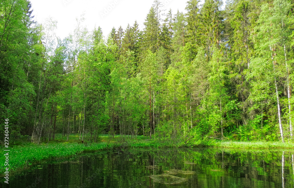 pond at summer