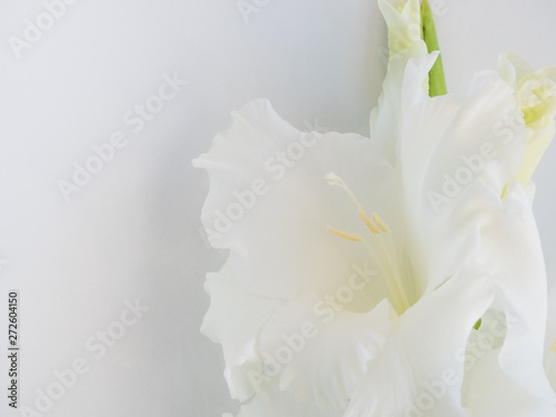 Foreground of white flower on white background