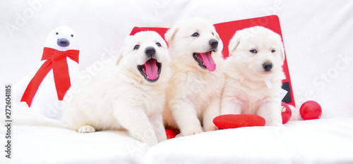 little white dog puppy christmas background