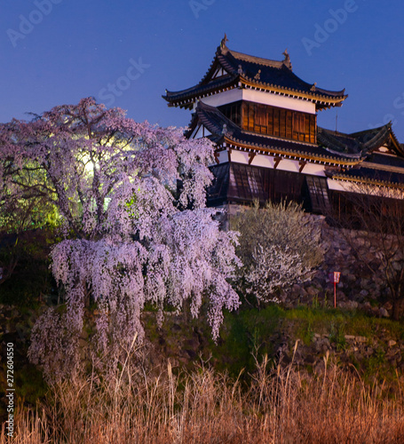 夜明けの青い空と白の前に咲く桜