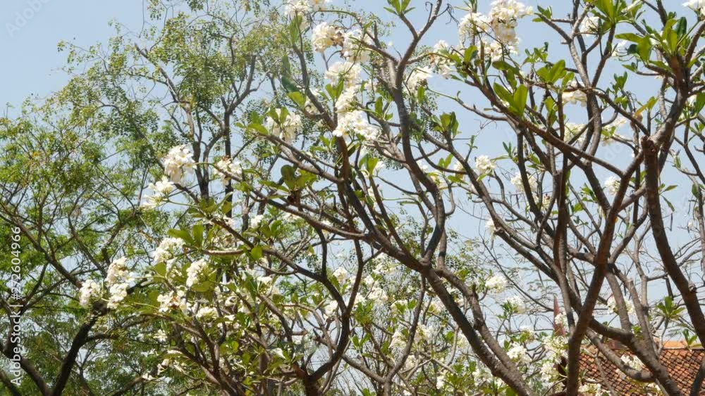 Blooming tree in oriental garden. Beautiful plumeria tree blooming with white flowers in traditional garden against cloudless sky on sunny day in Thailand. thai style roof of temple building Blooming tree in oriental garden. Beautiful plumeria tree blooming with white flowers in traditional garden against cloudless sky on sunny day in Thailand. thai style roof of temple building