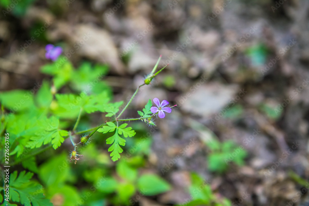 The Geranium robertianum (stinking Bob) plant blooming The Geranium robertianum (stinking Bob) plant blooming