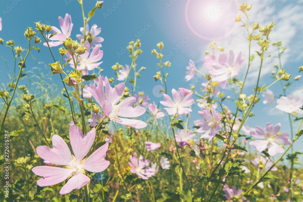 Wildflowers in summer. Wildflowers in summer.