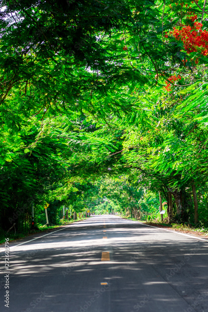 Obraz premium Tree lined country road