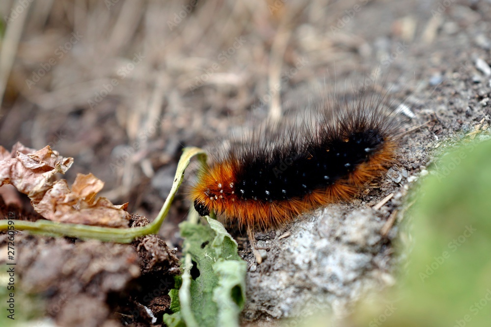 a caterpillar of the brown bear butterfly a caterpillar of the brown bear butterfly