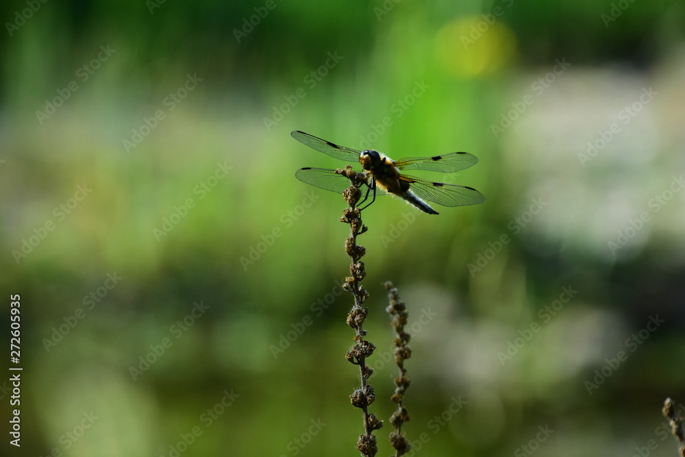 Libelli Libelli