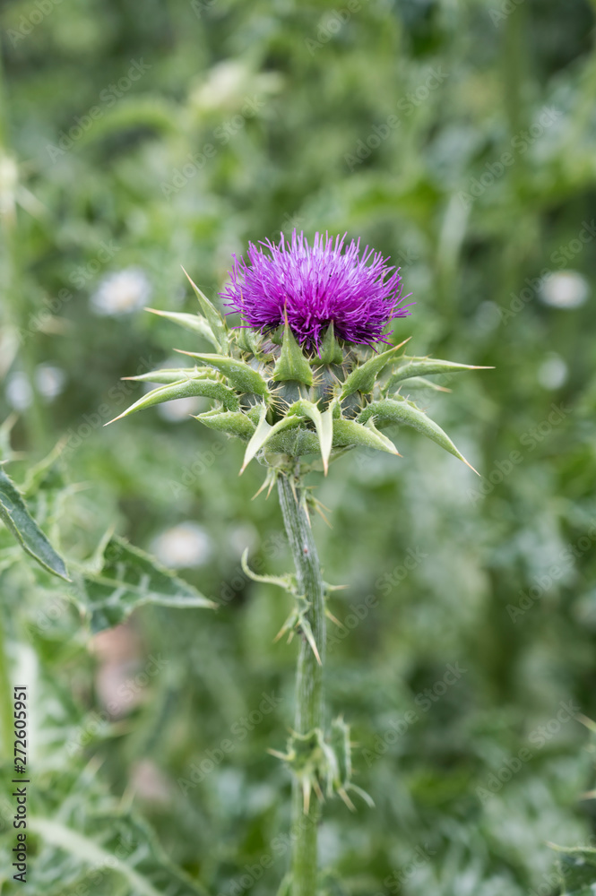 Medicinal plants: Silybum marianum, Marian Thistle Medicinal plants: Silybum marianum, Marian Thistle