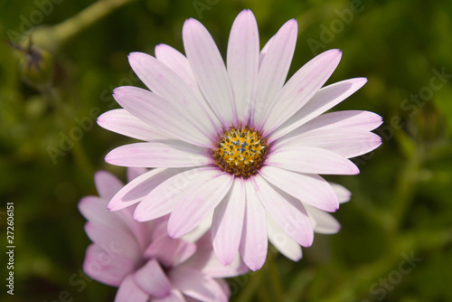 Summer pink camomiles flower bush. Garden live flowers.