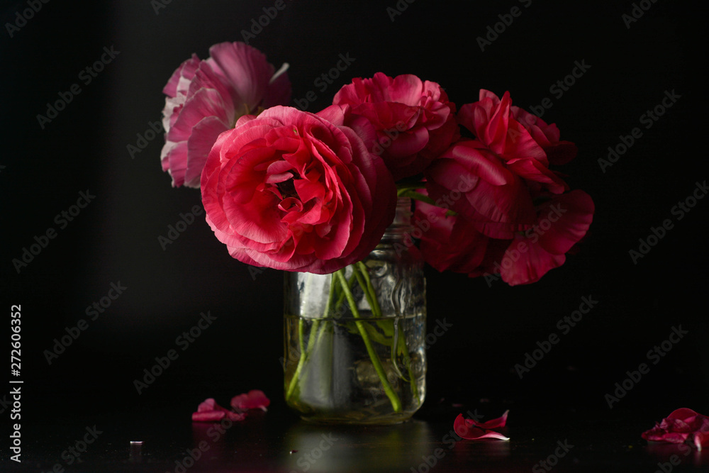 Red ranunculus flowers on black background. Dark photo. Red ranunculus flowers on black background. Dark photo.