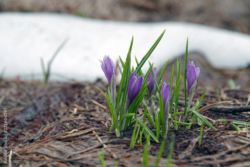 beautiful crocuses in spring on the mountains beautiful crocuses in spring on the mountains
