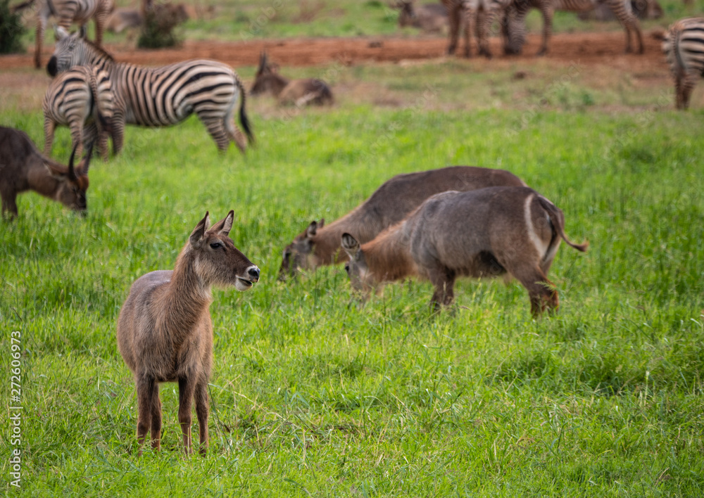Waterbuck in Tsavo Conservation Area, Kenya Waterbuck in Tsavo Conservation Area, Kenya