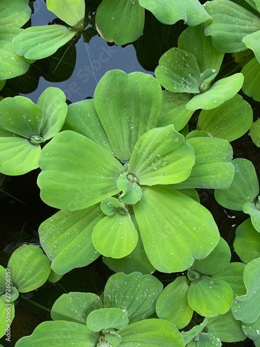 Water Lettuce, Pistia stratiotes Linnaeus, Grail weed floating in the pond © Gohan T