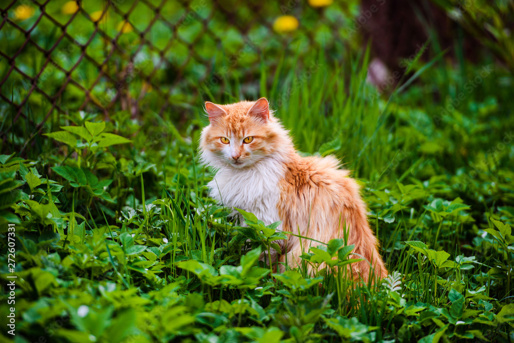 Beautiful red cat on green grass. Summer day.Animal planet. Beautiful red cat on green grass. Summer day.Animal planet.