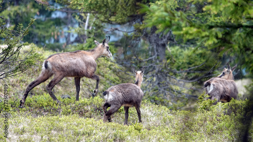 a chamois female with her fawn from the last year in the forest on the mountains in summer