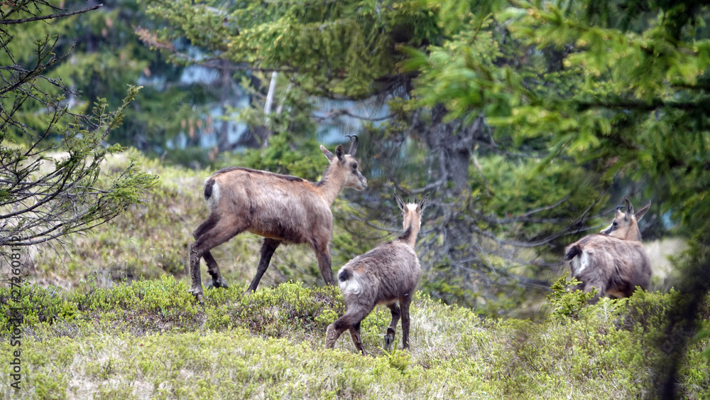 Obraz premium a chamois female with her fawn from the last year in the forest on the mountains in summer