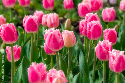 Beautiful tulip field plantation. Commercial growing of tulips i