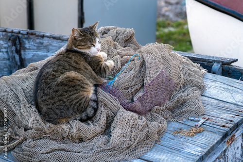 Homeless cat on the fishing net on the boat photo