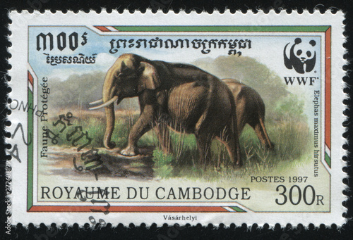 Cambodia elephant