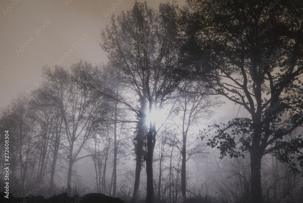 Sonne im Nebel Sonne im Nebel