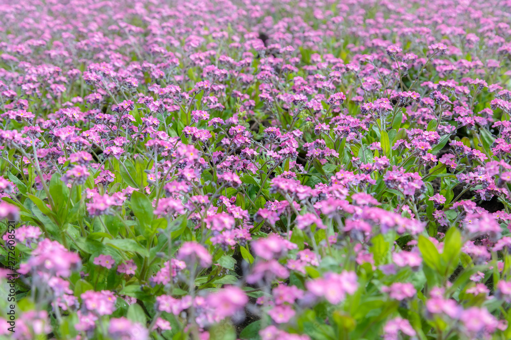 Growing purple blossom flowers in the garden