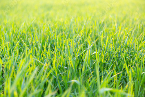 Close up back lit green grass low angle