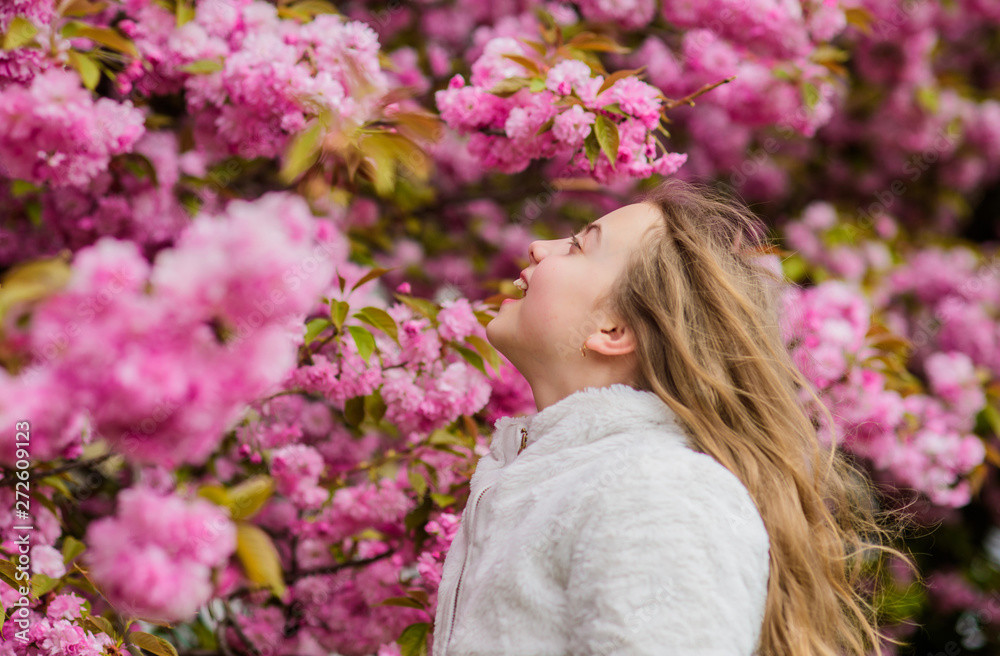 Kid on pink flowers of sakura tree background. Botany concept. Kid enjoying cherry blossom sakura. Flowers as soft pink clouds. Sniffing flowers. Child enjoy warm spring. Girl enjoying floral aroma Kid on pink flowers of sakura tree background. Botany concept. Kid enjoying cherry blossom sakura. Flowers as soft pink clouds. Sniffing flowers. Child enjoy warm spring. Girl enjoying floral aroma