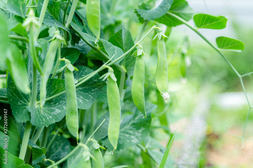 Growing organic peas in the garden Growing organic peas in the garden