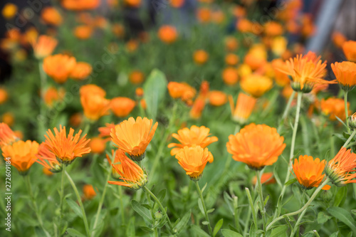 Medicinal plants  Marigolds