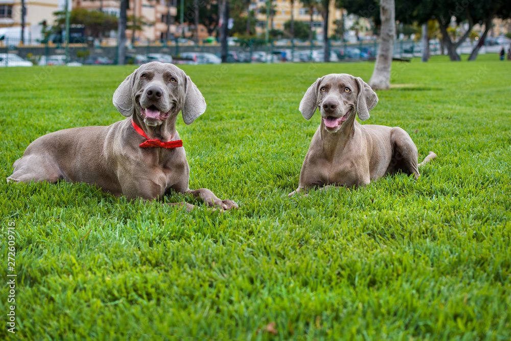 Two dogs weimaraner together on the green lawn of the field.