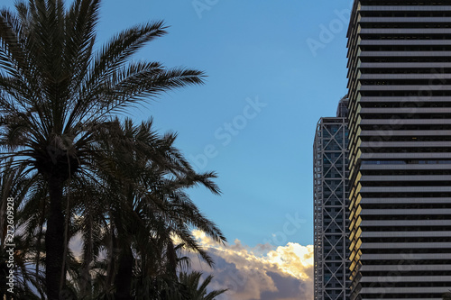 Palm trees and modern buildings on the side with blue sky in the © CrispyMedia