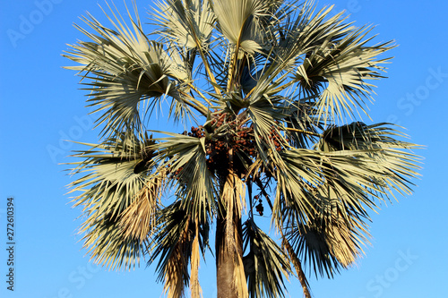 palm tree against blue sky