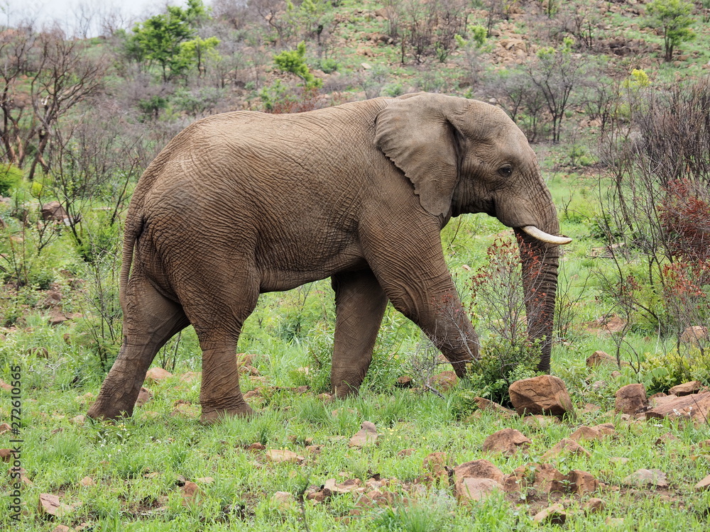 Elephant, Pilanesberg National Park, South Africa