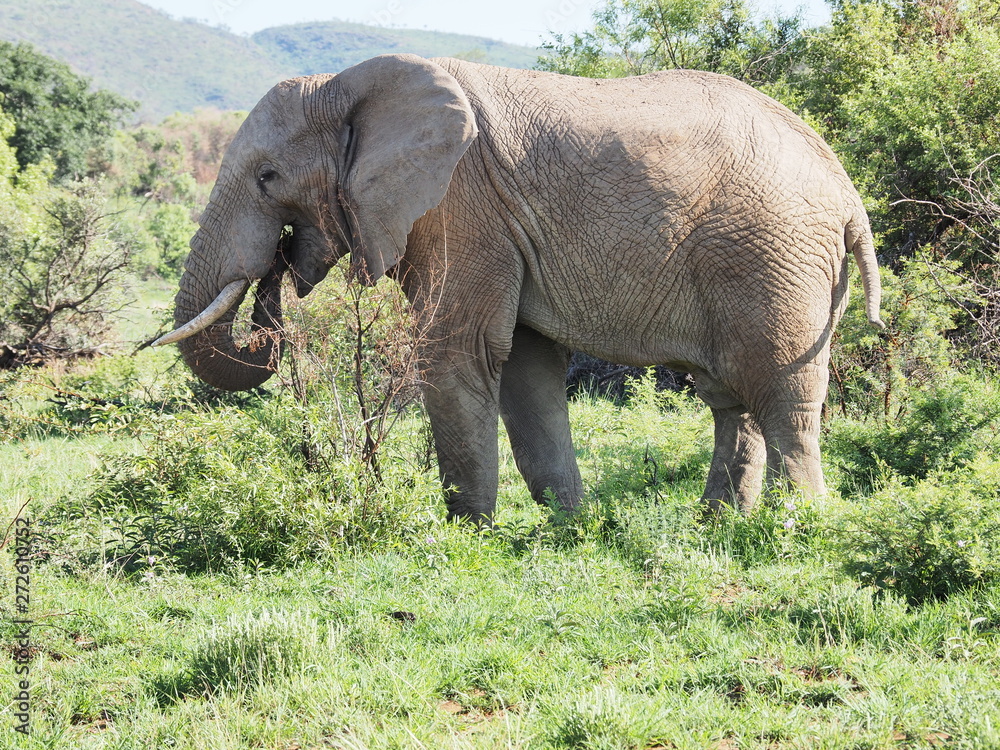 Elephant, Pilanesberg National Park, South Africa