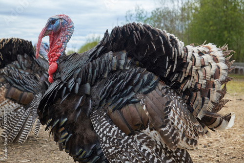 Turkey walking on the farm