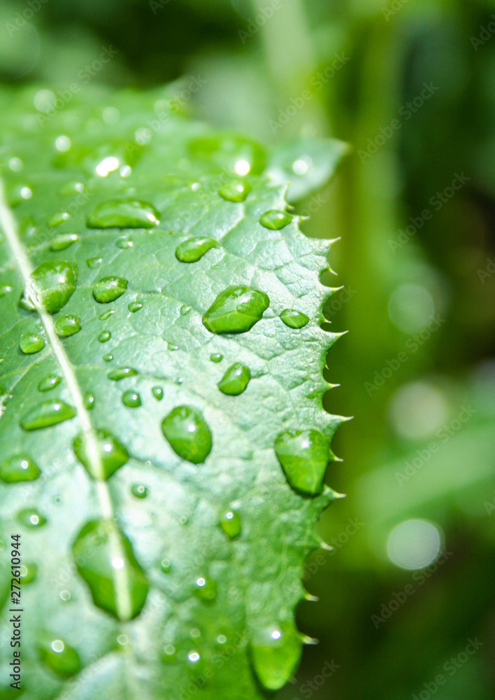 water drops on green leaf water drops on green leaf