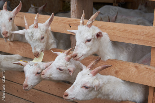 Little goats behind the fence