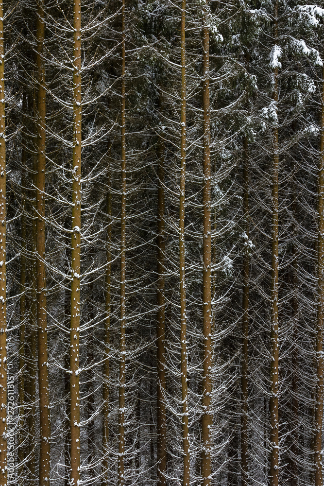 Snow on spruce tree branches in the woods on a grey and cold win Snow on spruce tree branches in the woods on a grey and cold win