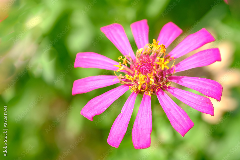 Obraz premium Wild flower in Seoul, Nature background.