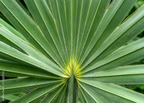 Beautiful plant leaf in botanic green house, sugar palm leaf det