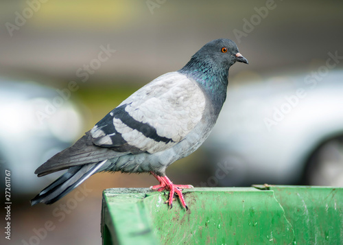 Pigeon on a rubbish bin outside in the city, health care issues