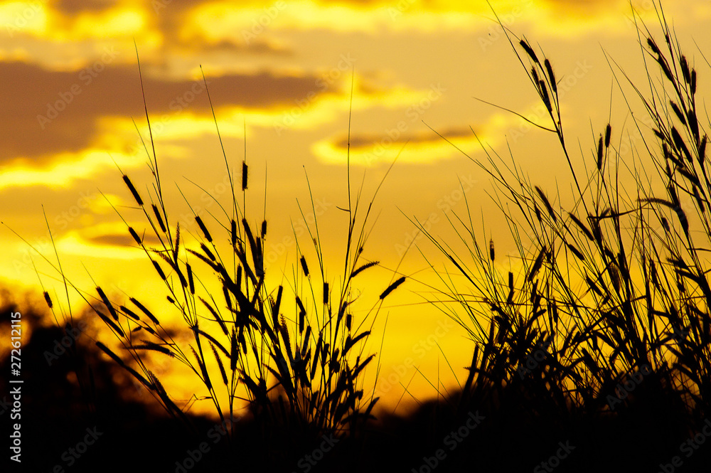 Dry grass field at sunset, the sky was golden.