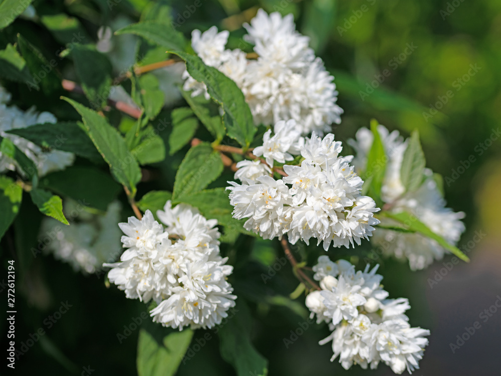 Blühende Deutzie, Deutzia Blühende Deutzie, Deutzia