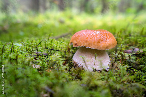 Boletus mushroom on the green moss in the forest