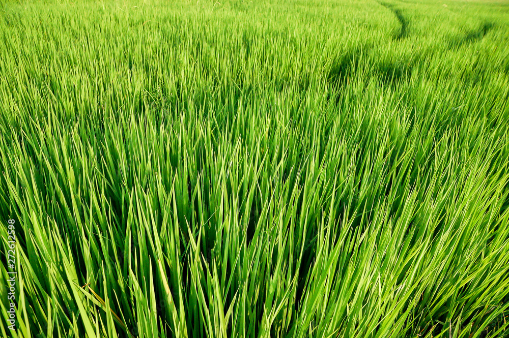 Green meadow Green meadow