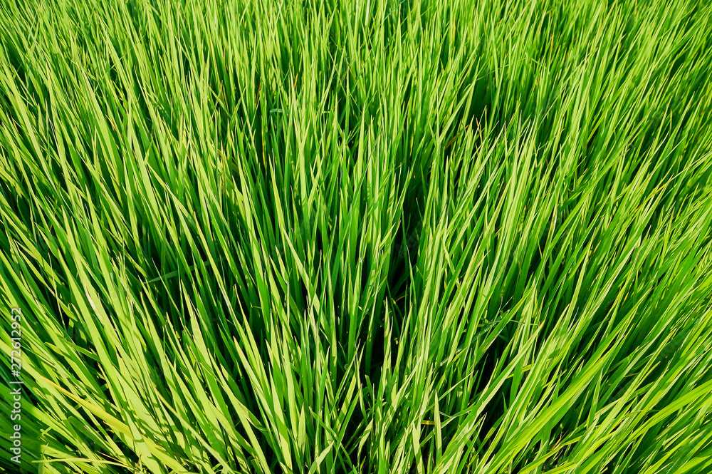 Green meadow Green meadow