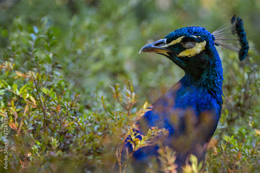 Obraz premium Close up of peacock in green bushes, wildlife bird